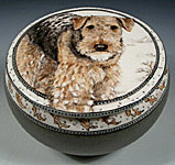 Darcy Airedale