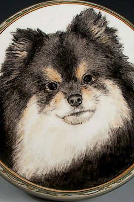 Teddy Pomeranian